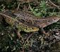 lacerta_agilis_linnaeus2
