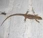 lacerta_agilis_linnaeus3