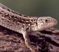 lacerta_agilis_linnaeus5