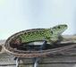 lacerta_agilis_linnaeus6