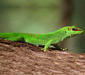 phelsuma_madagascariensis1