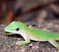 phelsuma_madagascariensis2