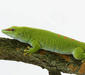 phelsuma_madagascariensis3
