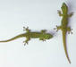 phelsuma_madagascariensis4