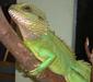 physignathus_cocincinus1