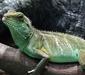 physignathus_cocincinus2