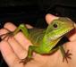 physignathus_cocincinus3