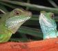 physignathus_cocincinus5