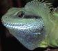 physignathus_cocincinus6