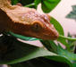 rhacodactylus_ciliatus1