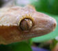 rhacodactylus_ciliatus2