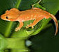 rhacodactylus_ciliatus3