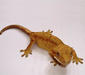 rhacodactylus_ciliatus4