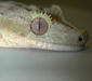 rhacodactylus_ciliatus5
