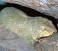 rhacodactylus_leachianus1
