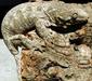 rhacodactylus_leachianus2