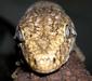 rhacodactylus_leachianus5