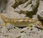 scincus_scincus1