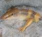 scincus_scincus2
