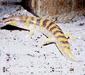 scincus_scincus3