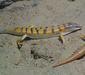 scincus_scincus4