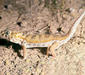 teratoscincus_scincus1