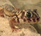 teratoscincus_scincus2