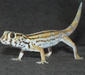 teratoscincus_scincus5