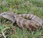 tiliqua_gigas1