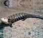 tiliqua_gigas2
