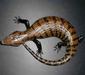 tiliqua_gigas3