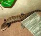 tiliqua_gigas4