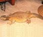 uromastyx_aegyptia1