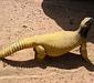 uromastyx_aegyptia2