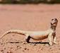 uromastyx_aegyptia3