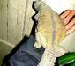 uromastyx_aegyptia4