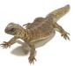 uromastyx_aegyptia5