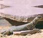 uromastyx_aegyptia6