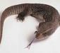 varanus_exanthematicus1
