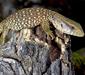 varanus_exanthematicus2