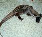 varanus_exanthematicus3