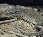 varanus_exanthematicus5