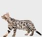 bengalskay_1