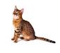 bengalskay_3