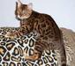 bengalskay_4