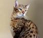 bengalskay_5