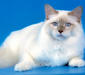 birmanskay_1