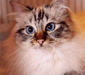 birmanskay_2