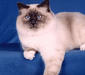 birmanskay_3