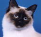 birmanskay_4
